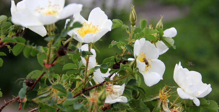 Reichstachelige Rose (Rosa pimpinellifolia)