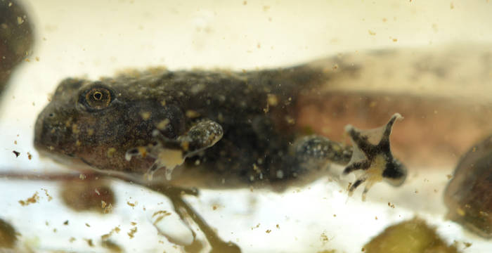 Wie alle Amphibien durchlaufen auch die Gelbbauchunken verschiedene Stadien der Entwicklung. Gut sichtbar ist der Schwanz aus der Kaulquappenzeit und die bereits wachsenden Vorder- und Hinterbeine.