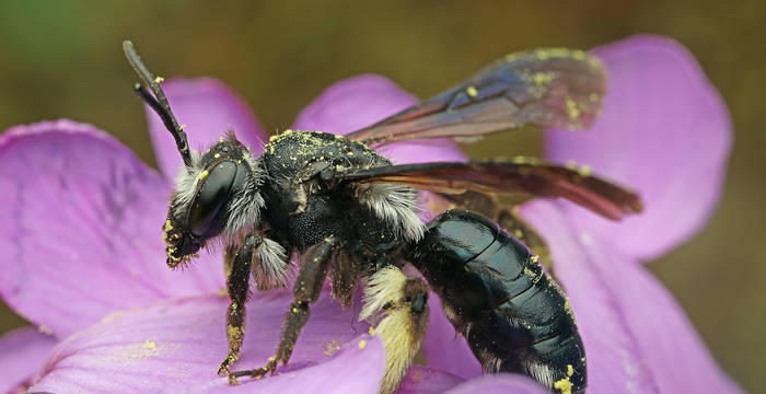 Die Blauschwarze Sandbiene (Andrena agilissima) ist leider sehr selten geworden bei uns. Die hübsche Biene hat sich auf Kreuzblütlern (Brassicaceae) spezialisiert und braucht zum Beispiel Ackersenf, Raps oder Hederich in ihrer Nähe. Sie nistet gerne in Sandböden und Löss-Steilwänden.