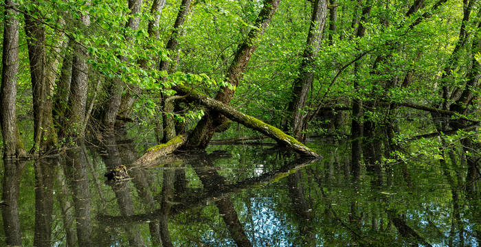 Pro Natura Naturschutzgebiet «Marais des Monod près de Pampigny»