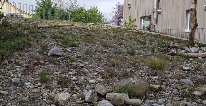 Beispiel für einen Trockenstandort auf einem Flachdach 5 Jahre nach der Aussaat und der Bepflanzung mit Setzlingen. Die Pflanzen haben sich natürlich auf der Fläche verteilt, es blüht und summt.