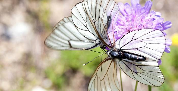 Wunderschöner Schmetterling – Baum-Weisslinge haben auffällig dunkel gezeichnete Flügeladern und leicht durchsichtige Flügel. Sie leben an Böschungen, Hecken und Magerrasen.