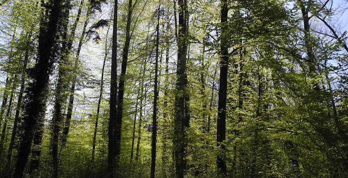 Im Sommer ist der Boden im Buchenwald schattig. Die Rotbuche ist die häufigste Laubbaumart in der Schweiz.