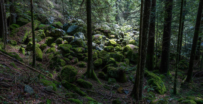 In der Schweiz üben viele Wälder eine Schutzfunktion aus. In diesem Wald kamen Felsblöcke nach einem Felssturz zum Liegen.