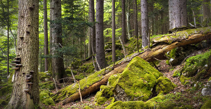 Umgestürzte und stehende abgestorbene Bäume wie auch steinige Oberflächen im Wald bieten wunderbaren Lebensraum für Pilze, Moose und Flechten. 