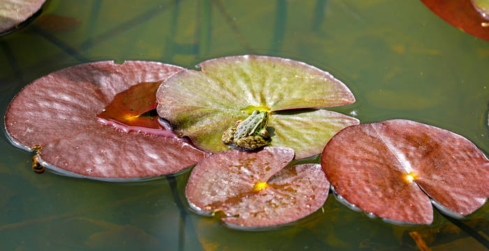Wasserfrosch auf Seerosenblatt