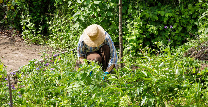 Femme en train de jardiner dans un jardin naturel