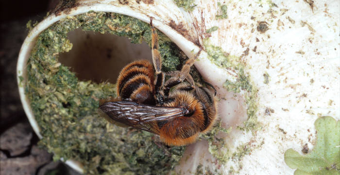 Eine Schneckenhaus-Mauerbiene (Osmia aurulenta) verschliesst ihr Brutnest mit Pflanzenmörtel. Ihr Brutnest ist ein Schneckenhaus einer Weinbergschnecke (Helix pomatia).