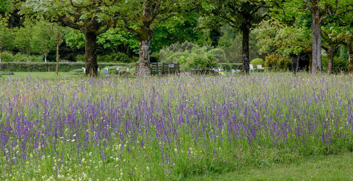 Friedhöfe bieten viel Potential für Blumenwiesen, naturnahe Hecken und diverse Kleinstrukturen. Hier eine neu angelegte Blumenwiese auf dem Bremgartenfriedhof in Bern.