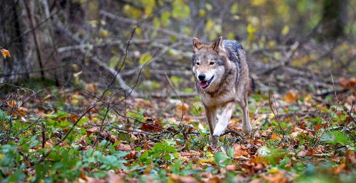 Rennender Wolf im Wald