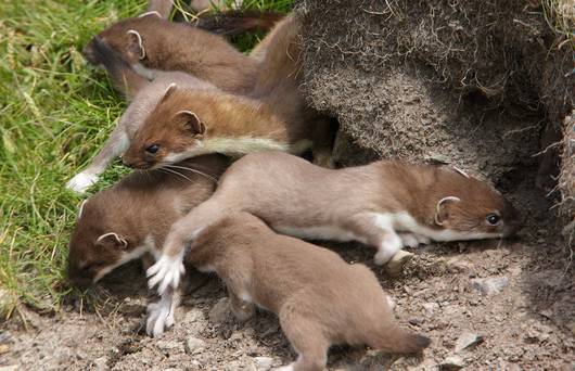 Die sommerliche Begegnung mit einer Hermelin-Mutterfamilie ist ein seltener Glücksfall und währt meist nur sehr kurz.
