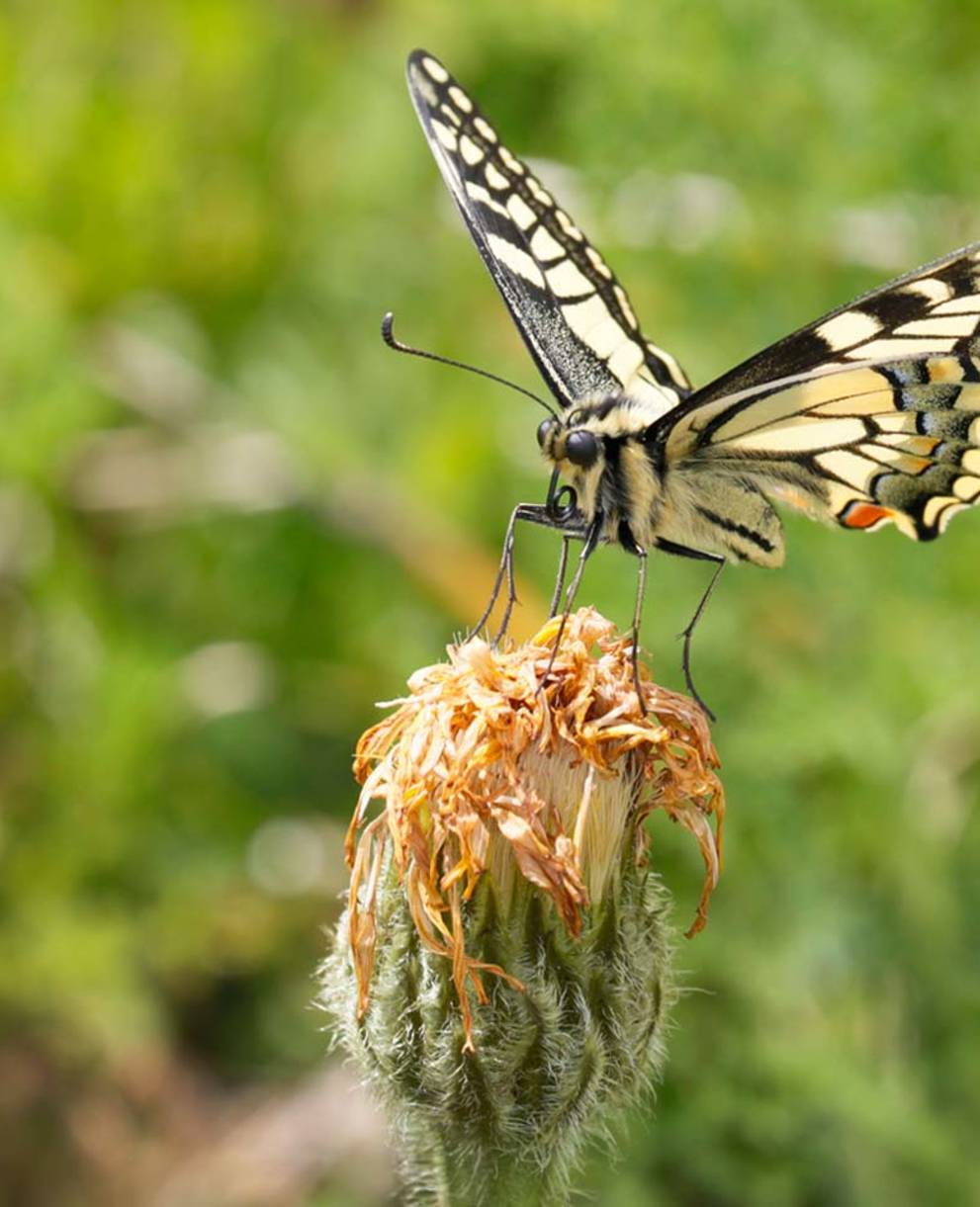 Schmetterling Schwalbenschwanz auf Blumenwiese