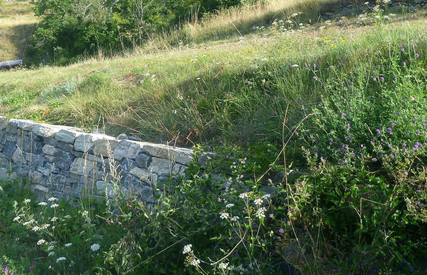 Les murs en pierres sèches sont des habitats importants pour de nombreux animaux et plantes. Merci aux bénévoles pour cette réalisation!