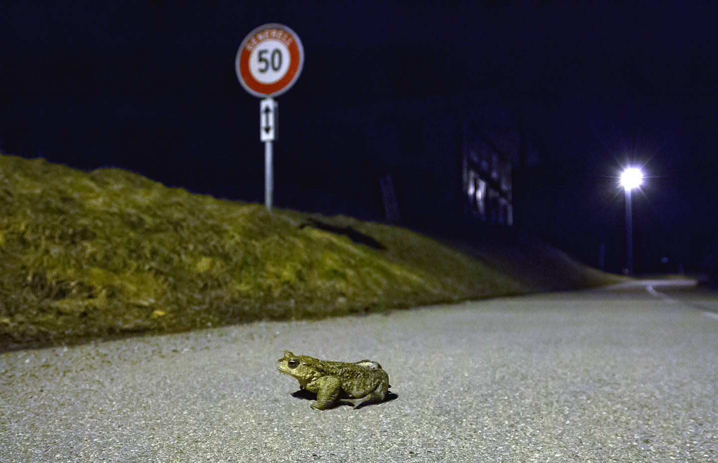 Erdkröte unterwegs auf Strasse