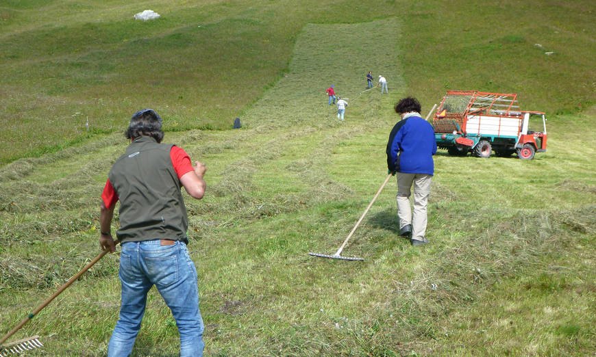 Des bénévoles font les foins sur l’alpe Flix.