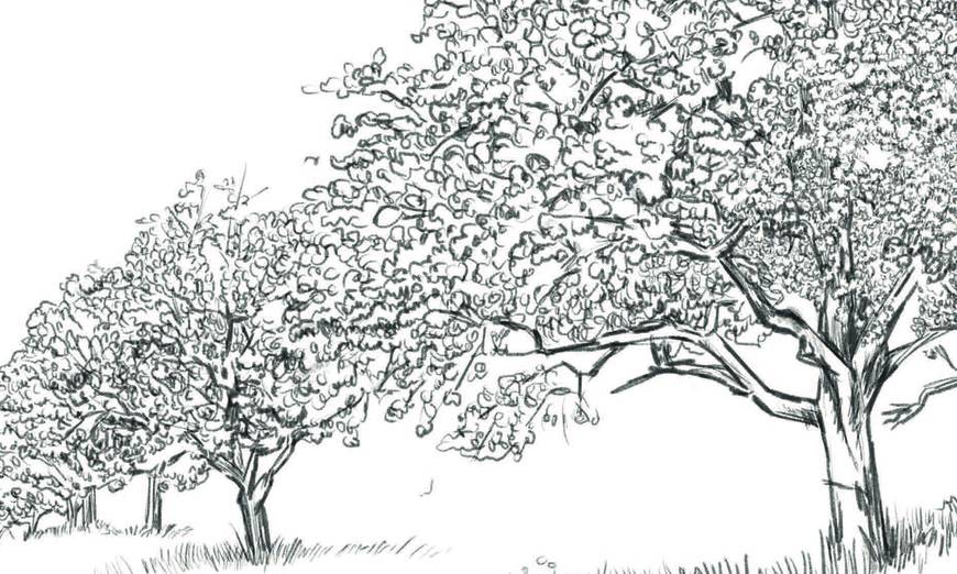 Illustration Bäume