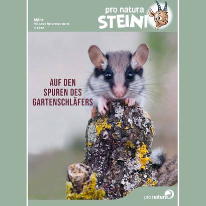 Titelblatt Steini 2022/01